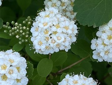 Спирея березолистная – неприхотливая изюминка вашего сада